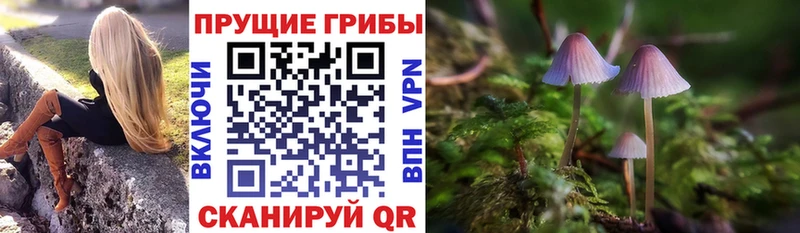 Псилоцибиновые грибы Cubensis  Купить закладки  Новодвинск 